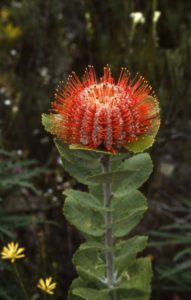 600px_91-4-16-12_28Oct_Banksia_coccinea_Stirlings