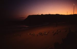600px_91-4-30-15_24Nov_Fairy_penguins_Phillip_Island