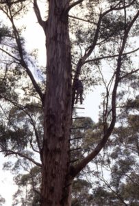 600px_91-4-4-3_28Oct_LE_ascending_Gloucester_tree_Pemberton_NP