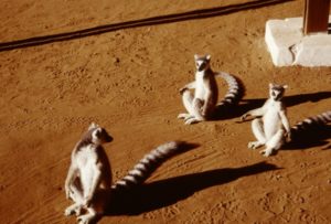 600px_97_44-4_ring-tailed_lemurs_sunning_Berenty-B+sat_crop