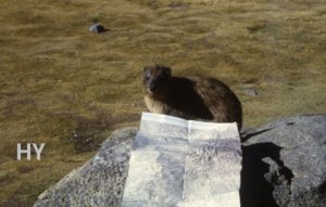 80_51-14_hyrax_helping_to_read_map
